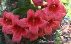 Shalimar Red Crossvine - Bignonia Capreolata - 6 Pack Of 1 Gallon Pots -SHRUBS and BUSHES Shop Bignonia Crossvine Shalimar Red