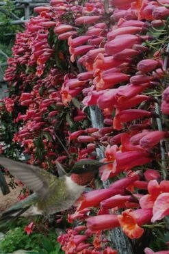 Shalimar Red Crossvine - Bignonia Capreolata - 6 Pack Of 1 Gallon Pots -SHRUBS and BUSHES Shop Bignonia Shalimar Red 20