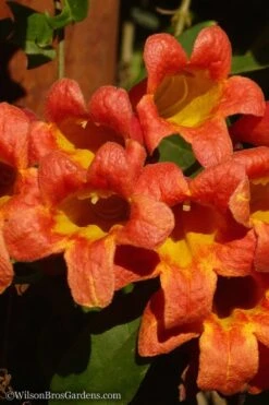 Tangerine Beauty Crossvine Bignonia - 3 Gallon Pot -SHRUBS and BUSHES Shop Bignonia Tangerine Beauty 20