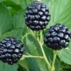 Natchez Thornless Blackberry - 1 Gallon Pot -SHRUBS and BUSHES Shop Blackberry Natchez BS