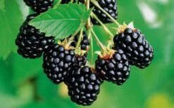 Navaho Thornless Blackberry - 6 Pack Of 1 Gallon Pots 10 Navaho Thornless Blackberry - 6 Pack Of 1 Gallon Pots -SHRUBS and BUSHES Shop Blackberry Navaho 2