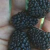 Prime Ark Traveler Blackberry Plant - 1 Gallon Pot -SHRUBS and BUSHES Shop Blackberry Prime Ark Traveler 1 1