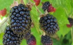 Triple Crown Thornless Blackberry Plant - 3 Gallon Pot -SHRUBS and BUSHES Shop Blackberry Triple Crown