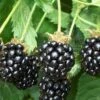 Triple Crown Thornless Blackberry Plant - 3 Gallon Pot -SHRUBS and BUSHES Shop Blackberry Triple Crown 500x750 1