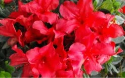Fireside Red Bloom 'N Again Azalea - 2 Gallon Pot 10 Fireside Red Bloom 'N Again Azalea - 2 Gallon Pot -SHRUBS and BUSHES Shop Bloom N Again Azalea Fireside Red