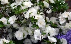 Snowball Bloom 'N Again Azalea - 2 Gallon Pot 12 Snowball Bloom 'N Again Azalea - 2 Gallon Pot -SHRUBS and BUSHES Shop Bloom N Again Azalea Snowball