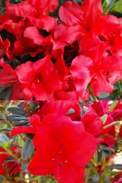 Fireside Red Bloom 'N Again Azalea - 2 Gallon Pot 11 Fireside Red Bloom 'N Again Azalea - 2 Gallon Pot -SHRUBS and BUSHES Shop Bloom N Again Fireside Red 1 500x750 1