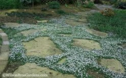 Blue Star Creeper (Laurentia Fluviatilis) - 3 Pack Of Quart Pots -SHRUBS and BUSHES Shop Blue Star Creeper 20