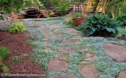 Blue Star Creeper (Laurentia Fluviatilis) - 3 Pack Of Quart Pots -SHRUBS and BUSHES Shop Blue Star Creeper 21