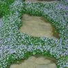 Blue Star Creeper (Laurentia Fluviatilis) - 3 Pack Of Quart Pots -SHRUBS and BUSHES Shop Blue Star Creeper 22