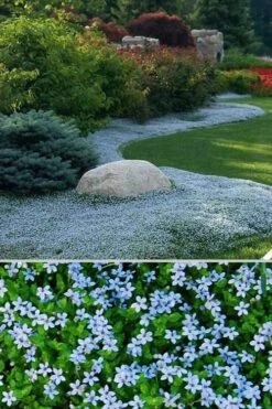 Blue Star Creeper (Laurentia Fluviatilis) - 3 Pack Of Quart Pots -SHRUBS and BUSHES Shop Blue Star Creeper 24