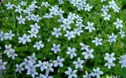 Blue Star Creeper (Laurentia Fluviatilis) - 3 Pack Of Quart Pots -SHRUBS and BUSHES Shop Blue Star Creeper Laurentia 1