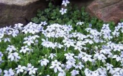 Blue Star Creeper (Laurentia Fluviatilis) - 3 Pack Of Quart Pots -SHRUBS and BUSHES Shop Blue Star Creeper Laurentia Isotoma