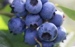 Delite Rabbiteye Blueberry - 3 Gallon Pot -SHRUBS and BUSHES Shop Blueberry Delite