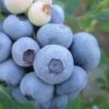 Legacy Highbush Blueberry - 6 Pack Of 1 Gallon Pots -SHRUBS and BUSHES Shop Blueberry Legacy Highbush 1