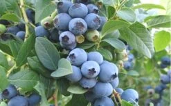 Ochlockonee Rabbiteye Blueberry - 3 Gallon Pot 9 Ochlockonee Rabbiteye Blueberry - 3 Gallon Pot -SHRUBS and BUSHES Shop Blueberry Ochlockonee