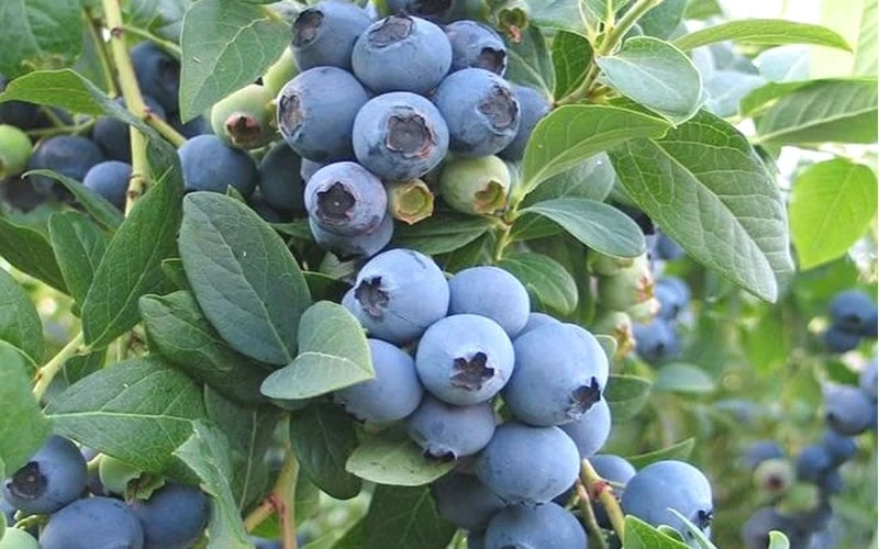 Ochlockonee Rabbiteye Blueberry - 3 Gallon Pot 6 Ochlockonee Rabbiteye Blueberry - 3 Gallon Pot - Image 4