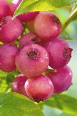 Pink Lemonade Blueberry - 1 Gallon Pot -SHRUBS and BUSHES Shop Blueberry Pink Lemonade 6 1