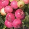 Pink Lemonade Blueberry - 1 Gallon Pot -SHRUBS and BUSHES Shop Blueberry Pink Lemonade 8 1