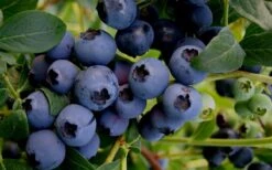 Baldwin Rabbiteye Blueberry - 1 Gallon Pot -SHRUBS and BUSHES Shop Blueberry Rabbiteye Baldwin 50