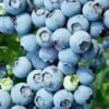 Brightwell Rabbiteye Blueberry - 1 Gallon Pot -SHRUBS and BUSHES Shop Blueberry Rabbiteye Brightwell 500x750 1