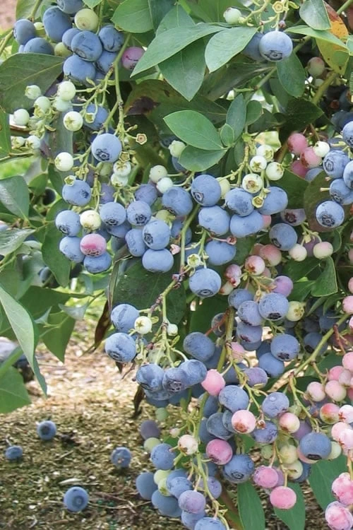 Ochlockonee Rabbiteye Blueberry - 3 Gallon Pot 3 Ochlockonee Rabbiteye Blueberry - 3 Gallon Pot