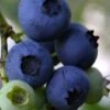 Baldwin Rabbiteye Blueberry - 1 Gallon Pot -SHRUBS and BUSHES Shop Blueberry Rbbiteye Baldwin 500x750 1