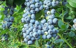 Tifblue Rabbiteye Blueberry - 6 Pack Of 1 Gallon Pots -SHRUBS and BUSHES Shop Blueberry Tifblue