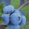 Tifblue Rabbiteye Blueberry - 6 Pack Of 1 Gallon Pots -SHRUBS and BUSHES Shop Blueberry Tifblue Rev 500x750 1