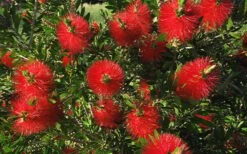 Scarlet Compacta Bottlebrush - Callistemon - 3 Gallon Pot -SHRUBS and BUSHES Shop Bottlebrush Scarlet Compacta 2