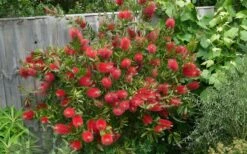 Scarlet Compacta Bottlebrush - Callistemon - 3 Gallon Pot -SHRUBS and BUSHES Shop Bottlebrush Scarlet Compacta