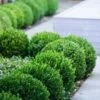 Baby Gem Boxwood - 2 Gallon Pot -SHRUBS and BUSHES Shop Boxwood Baby Gem 500x750 2