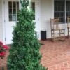Dee Runk Columnar Boxwood - 3 Gallon Pot 2 Dee Runk Columnar Boxwood - 3 Gallon Pot -SHRUBS and BUSHES Shop Boxwood Dee Runk 1 500x750 1