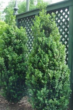Dee Runk Columnar Boxwood - 6 Pack Of 1 Gallon Pots -SHRUBS and BUSHES Shop Boxwood Dee Runk 2 500x750 2
