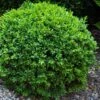 Dwarf English Boxwood - 6 Pack Of 1 Gallon Pots -SHRUBS and BUSHES Shop Boxwood Dwarf English 1 2