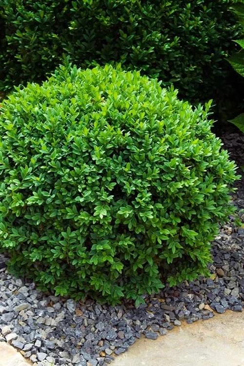 Dwarf English Boxwood - 6 Pack Of 1 Gallon Pots 3 Dwarf English Boxwood - 6 Pack Of 1 Gallon Pots