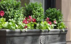 Dwarf English Boxwood - 2 Gallon Pot -SHRUBS and BUSHES Shop Boxwood Dwarf English 2