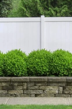 Dwarf English Boxwood - 6 Pack Of 1 Gallon Pots 10 Dwarf English Boxwood - 6 Pack Of 1 Gallon Pots -SHRUBS and BUSHES Shop Boxwood Dwarf English 3 2