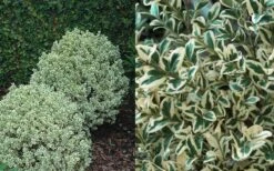 Dwarf Variegated Boxwood - 2 Gallon Pot -SHRUBS and BUSHES Shop Boxwood Dwarf Variegated 50