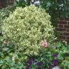 Dwarf Variegated Boxwood - 6 Pack Of 1 Gallon Pots -SHRUBS and BUSHES Shop Boxwood Dwarf Variegated 500x750 2