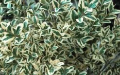 Dwarf Variegated Boxwood - 2 Gallon Pot -SHRUBS and BUSHES Shop Boxwood Dwarf Variegated 51