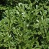 Franklins Gem Dwarf Boxwood - 6 Pack Of 1 Gallon Pots 1 Franklins Gem Dwarf Boxwood - 6 Pack Of 1 Gallon Pots -SHRUBS and BUSHES Shop Boxwood Franklins Dwarf BS 2