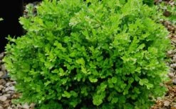Franklins Gem Dwarf Boxwood - 3 Gallon Pot -SHRUBS and BUSHES Shop Boxwood Franklins Gem