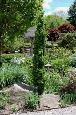 Graham Blandy Columnar Boxwood - 2 Gallon Pot -SHRUBS and BUSHES Shop Boxwood Graham Blandy 2 2