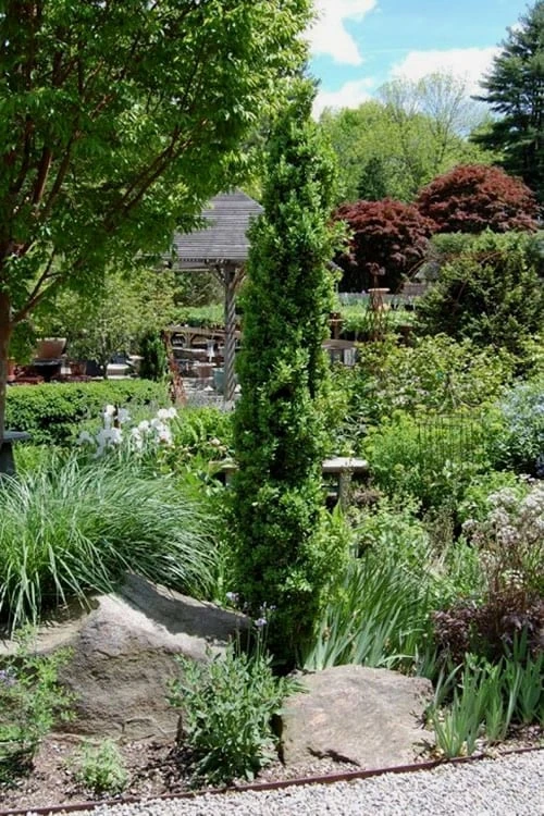 Graham Blandy Columnar Boxwood - 6 Pack Of 1 Gallon Pots 6 Graham Blandy Columnar Boxwood - 6 Pack Of 1 Gallon Pots - Image 4