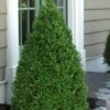 Green Mountain Boxwood - 2.5 Quart Pot -SHRUBS and BUSHES Shop Boxwood Green Mountain 11 1