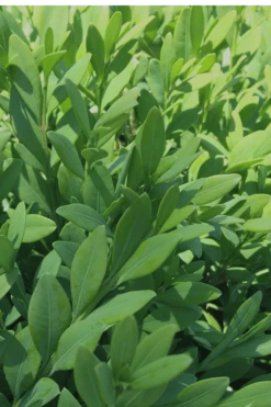 Green Mountain Boxwood - 3 Gallon Pot -SHRUBS and BUSHES Shop Boxwood Green Mountain 12 3