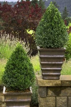 Green Mountain Boxwood - 6 Pack Of 2.5 Quart Pots -SHRUBS and BUSHES Shop Boxwood Green Mountain 23
