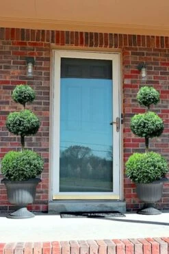 Common Boxwood 3-Ball Poodle Tier Topiary (Buxus Sempervirens) - 5 Gallon Pot -SHRUBS and BUSHES Shop Boxwood Green Mountain 3 Ball Poodle Tier 3