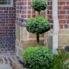 Common Boxwood 3-Ball Poodle Tier Topiary (Buxus Sempervirens) - 5 Gallon Pot 1 Common Boxwood 3-Ball Poodle Tier Topiary (Buxus Sempervirens) - 5 Gallon Pot -SHRUBS and BUSHES Shop Boxwood Green Mountain 3 Ball Poodle Tier 4